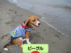 にほんブログ村 犬ブログ ビーグルへ