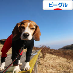 にほんブログ村 犬ブログ ビーグルへ