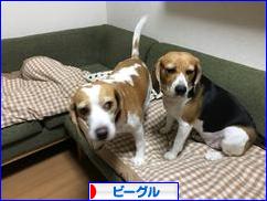 にほんブログ村 犬ブログ ビーグルへ