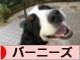 にほんブログ村 犬ブログ バーニーズマウンテンドッグへ