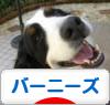 にほんブログ村 犬ブログ バーニーズマウンテンドッグへ