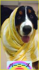 にほんブログ村 犬ブログ バーニーズマウンテンドッグへ