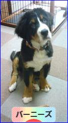 にほんブログ村 犬ブログ バーニーズマウンテンドッグへ