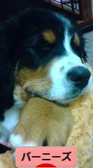 にほんブログ村 犬ブログ バーニーズマウンテンドッグへ