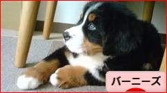 にほんブログ村 犬ブログ バーニーズマウンテンドッグへ