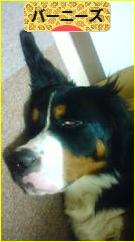 にほんブログ村 犬ブログ バーニーズマウンテンドッグへ