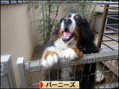にほんブログ村 犬ブログ バーニーズマウンテンドッグへ