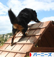 にほんブログ村 犬ブログ バーニーズマウンテンドッグへ