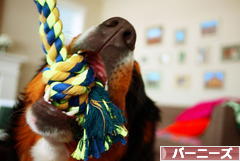 にほんブログ村 犬ブログ バーニーズマウンテンドッグへ