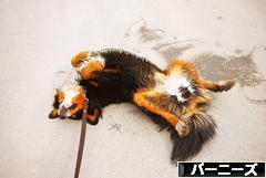 にほんブログ村 犬ブログ バーニーズマウンテンドッグへ