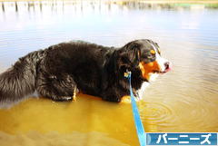 にほんブログ村 犬ブログ バーニーズマウンテンドッグへ