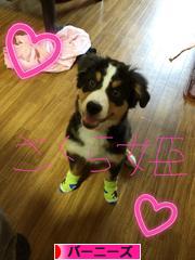 にほんブログ村 犬ブログ バーニーズマウンテンドッグへ