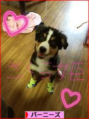 にほんブログ村 犬ブログ バーニーズマウンテンドッグへ