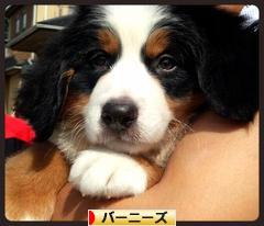 にほんブログ村 犬ブログ バーニーズマウンテンドッグへ