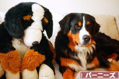 にほんブログ村 犬ブログ バーニーズマウンテンドッグへ