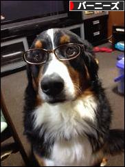 にほんブログ村 犬ブログ バーニーズマウンテンドッグへ