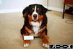 にほんブログ村 犬ブログ バーニーズマウンテンドッグへ