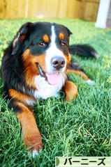 にほんブログ村 犬ブログ バーニーズマウンテンドッグへ