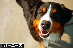 にほんブログ村 犬ブログ バーニーズマウンテンドッグへ
