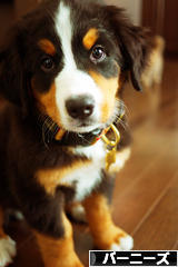 にほんブログ村 犬ブログ バーニーズマウンテンドッグへ