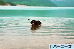 にほんブログ村 犬ブログ バーニーズマウンテンドッグへ