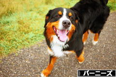 にほんブログ村 犬ブログ バーニーズマウンテンドッグへ