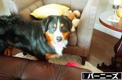 にほんブログ村 犬ブログ バーニーズマウンテンドッグへ