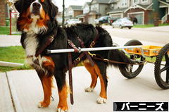 にほんブログ村 犬ブログ バーニーズマウンテンドッグへ