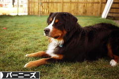 にほんブログ村 犬ブログ バーニーズマウンテンドッグへ