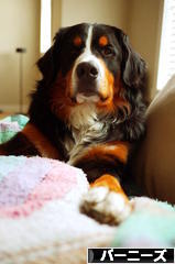 にほんブログ村 犬ブログ バーニーズマウンテンドッグへ
