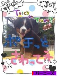 にほんブログ村 犬ブログ バーニーズマウンテンドッグへ