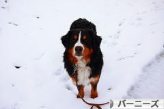 にほんブログ村 犬ブログ バーニーズマウンテンドッグへ