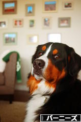 にほんブログ村 犬ブログ バーニーズマウンテンドッグへ