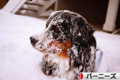 にほんブログ村 犬ブログ バーニーズマウンテンドッグへ