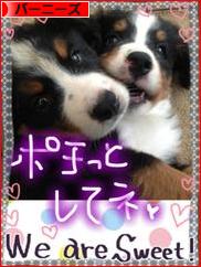 にほんブログ村 犬ブログ バーニーズマウンテンドッグへ