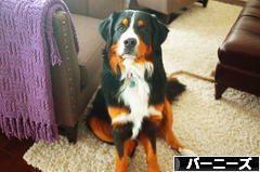 にほんブログ村 犬ブログ バーニーズマウンテンドッグへ