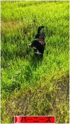 にほんブログ村 犬ブログ バーニーズマウンテンドッグへ