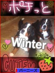 にほんブログ村 犬ブログ バーニーズマウンテンドッグへ