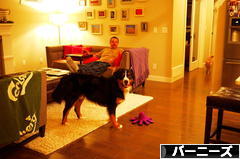 にほんブログ村 犬ブログ バーニーズマウンテンドッグへ