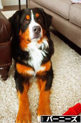 にほんブログ村 犬ブログ バーニーズマウンテンドッグへ