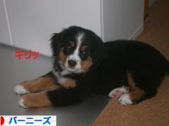 にほんブログ村 犬ブログ バーニーズマウンテンドッグへ