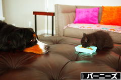 にほんブログ村 犬ブログ バーニーズマウンテンドッグへ