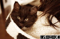 にほんブログ村 犬ブログ バーニーズマウンテンドッグへ