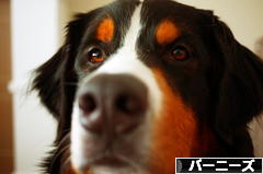 にほんブログ村 犬ブログ バーニーズマウンテンドッグへ