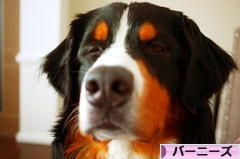 にほんブログ村 犬ブログ バーニーズマウンテンドッグへ
