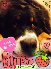 にほんブログ村 犬ブログ バーニーズマウンテンドッグへ