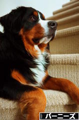 にほんブログ村 犬ブログ バーニーズマウンテンドッグへ