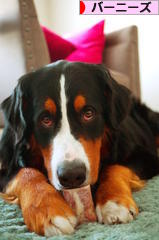 にほんブログ村 犬ブログ バーニーズマウンテンドッグへ