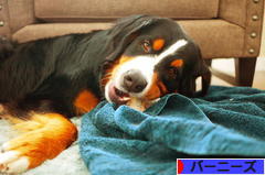 にほんブログ村 犬ブログ バーニーズマウンテンドッグへ