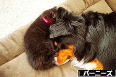 にほんブログ村 犬ブログ バーニーズマウンテンドッグへ